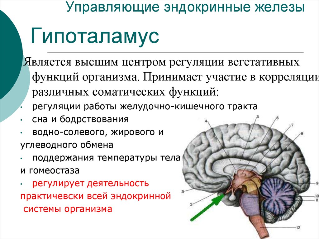 Гормон оказывающий влияние на регуляцию сна. Функции отделов головного мозга гипоталамус. Структура головного мозга гипофиз. Отдел головного мозга эпифиз функции. Гипофиз и эпифиз функции в головном мозге.