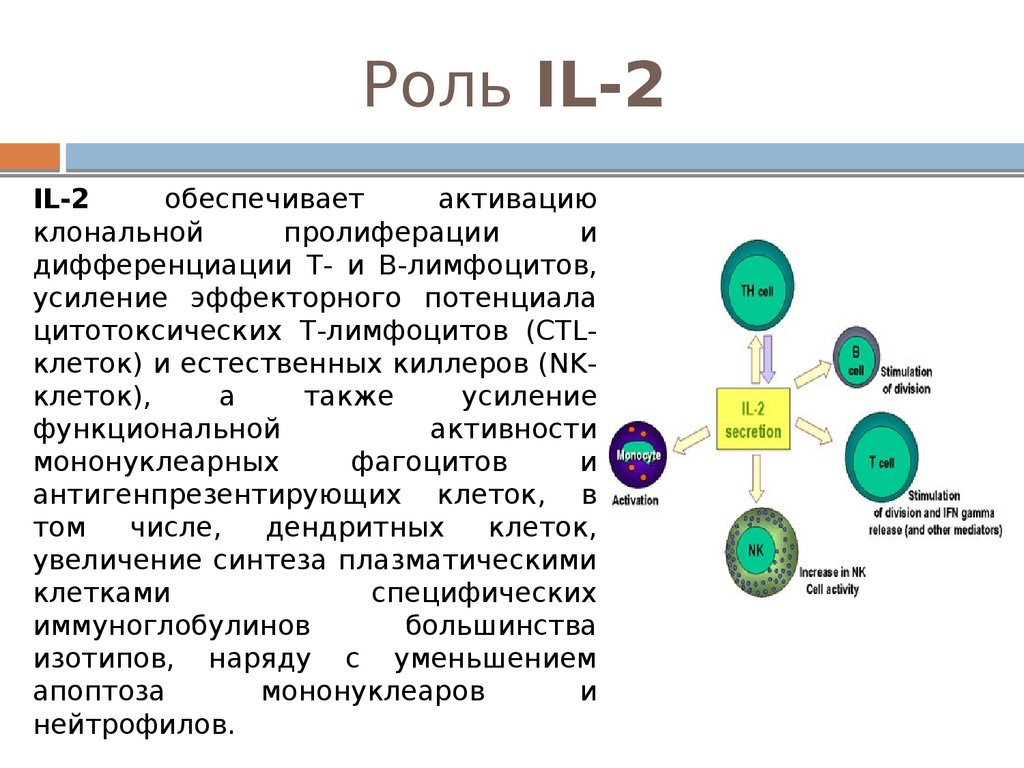 Роль т. Клональная пролиферация лимфоцитов это. Пролиферация т лимфоцитов. Роль цитотоксических лимфоцитов. Дифференциация т лимфоцитов.