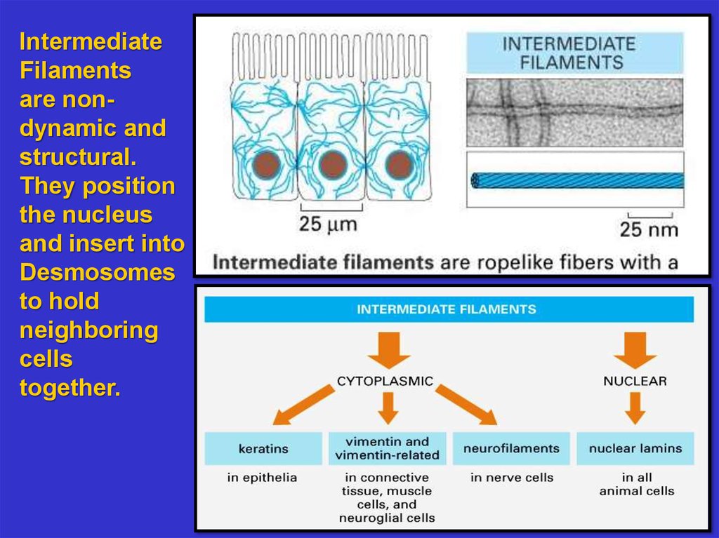 The Cytoskeleton Intermediate Filaments And Microtubules Online 