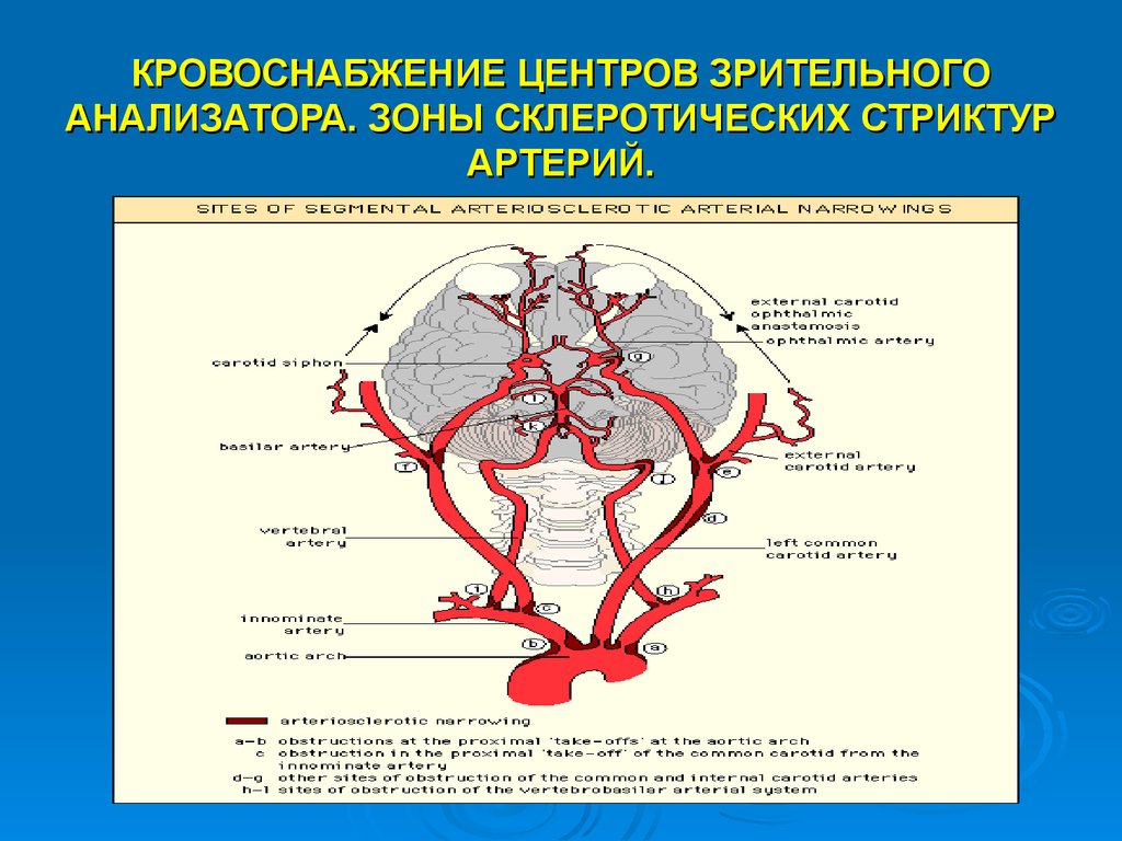 Кровообращение зрения. Кровообращение зрительного нерва. Сосуды питающие зрительный нерв. Кровоснабжение зрительного нерва.
