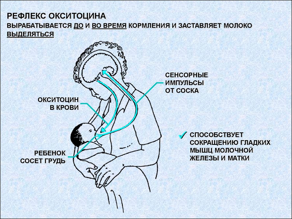 Пролактин молочные железы. Периоды грудного вскармливания. Выделение окситоцина. Выработка окситоцина. Рефлекс окситоцина.