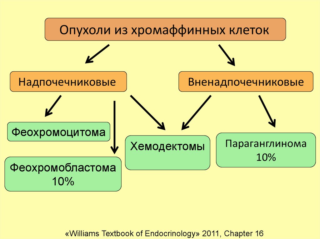 Патогенез феохромоцитомы схема