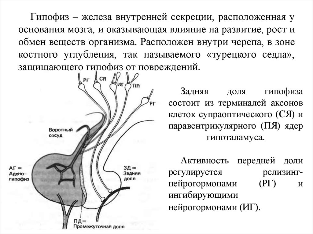 Гипофиз функции мозг. Гипофиз железа внутренней секреции. Функции гипофиза железы внутренней секреции. Гипофиз железа строение. Функции эндокринных желез гипофиз.