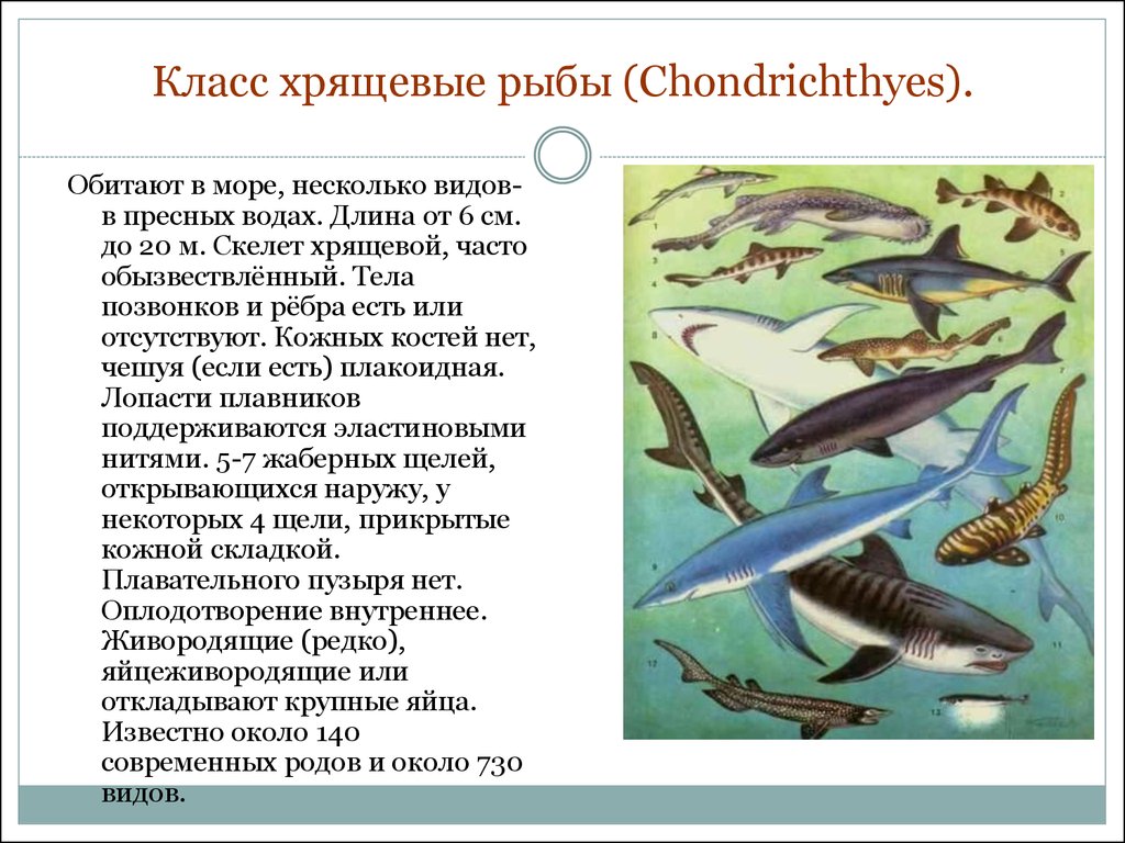 Сколько классов рыб. Систематические группы хрящевых рыб. Хрящевые рыбы. Класс хрящевые рыбы. Отряды и представители хрящевых рыб.