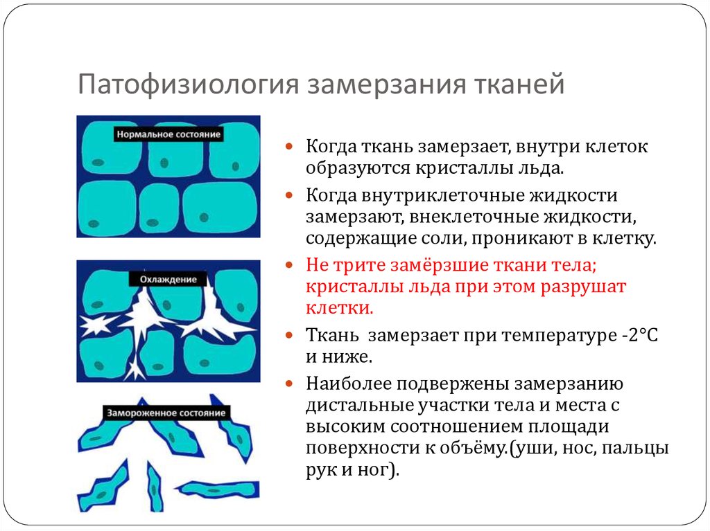 Гипотермия патофизиология презентация