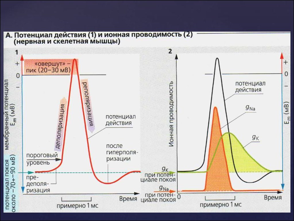 Кривая потенциала действия. Потенциал действия скелетной мышцы график. Фазы потенциала действия физиология. График мембранного потенциала действия. Длительность потенциала действия мышечного волокна.