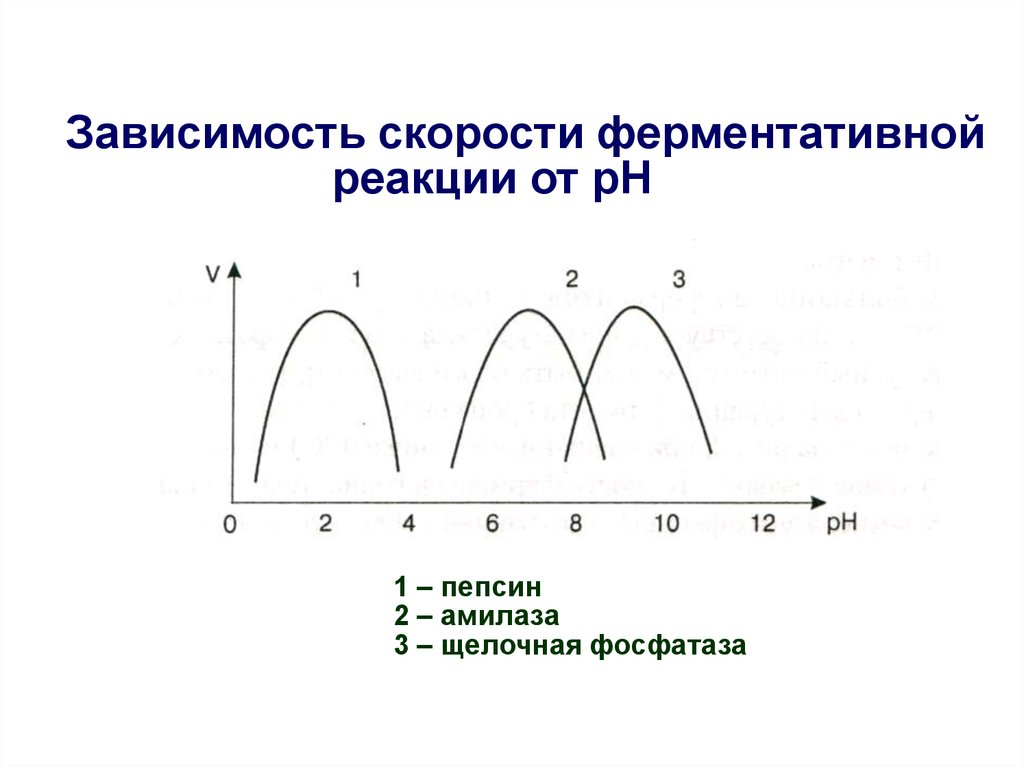 Зависимость скорости. График зависимости скорости ферментативной реакции от PH среды. Зависимость скорости ферментативной реакции от РН. Зависимость скорости ферментативной реакции от PH. График зависимости скорости ферментативной реакции от PH.