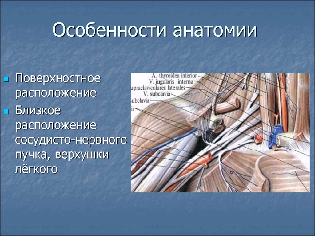 Сосудисто нервный пучок анатомия