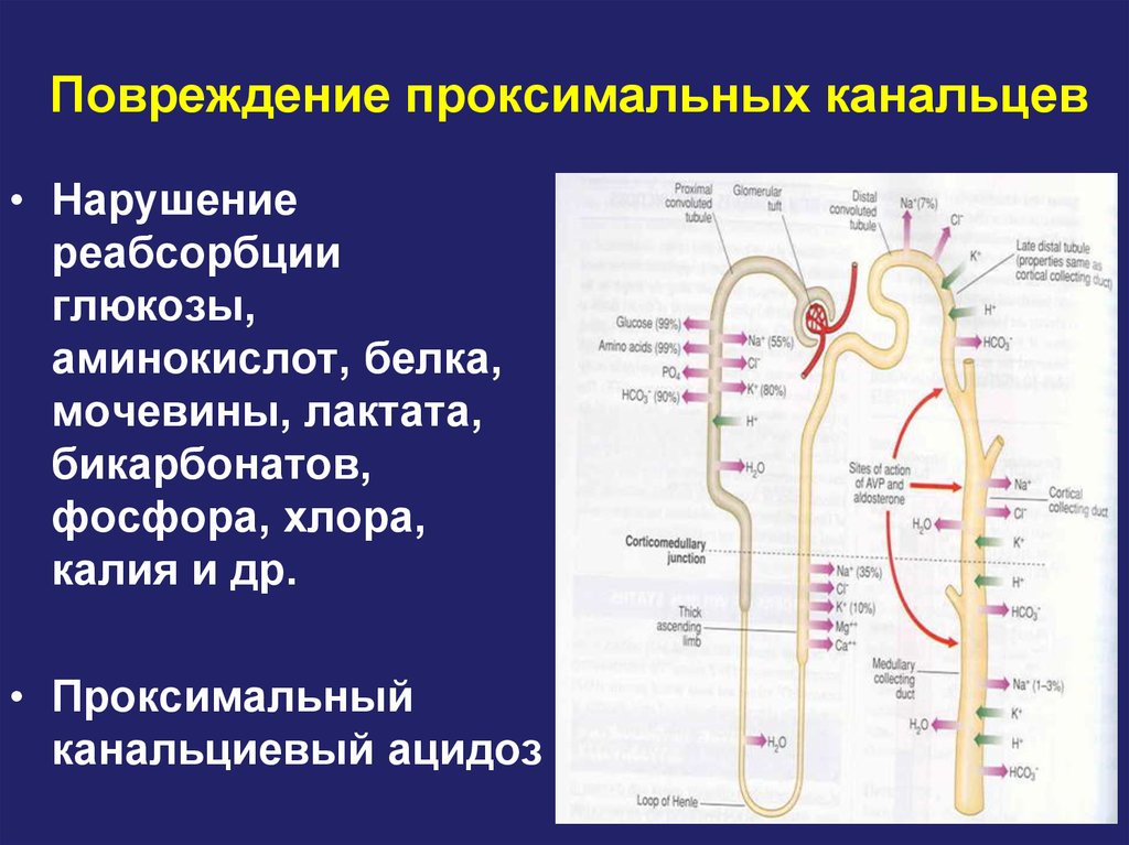 Нарушение реабсорбции почек. Реабсорбция проксимального канальца. Реабсорбция в проксимальных канальцах. Проксимальный извитой каналец. Проксимальные дистальные реабсорбция.