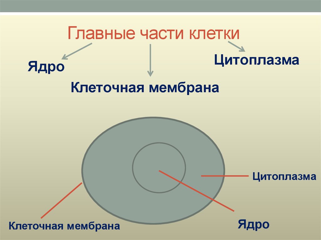 Ядро цитоплазма клеточная мембрана. Главные части клетки 5 класс биология. Основные составные части клетки. Назовите 3 основные части клетки. Назовите основные составные части клетки..