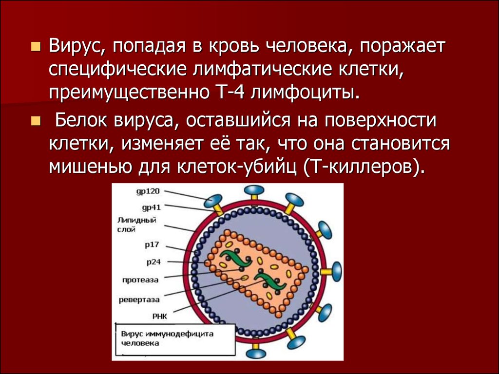 Клетка иммунодефицита. Клетка вируса ВИЧ. Вирус иммунодефицита человека поражает. Вирус ВИЧ поражает клетки.