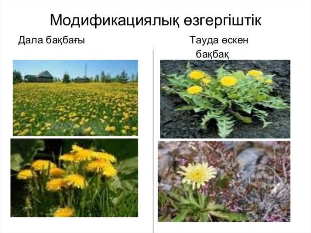 Модификациялық өзгергіштік презентация