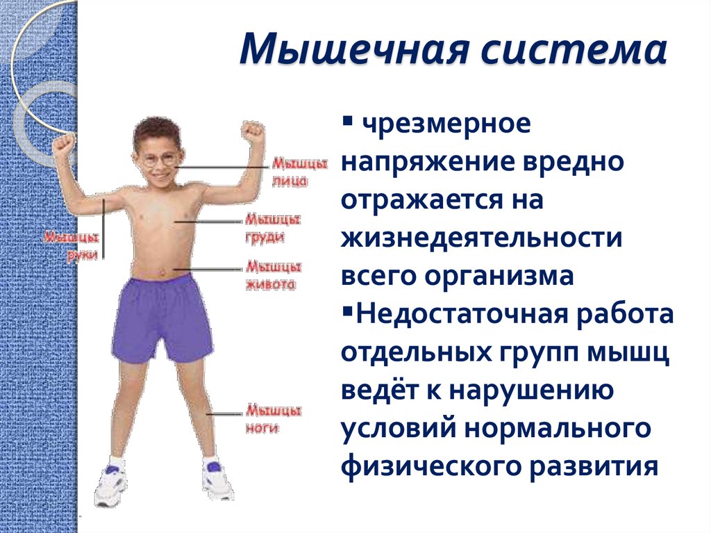 Мышцы детей. Развитие мышечной системы у детей. Мышечная система детей дошкольного возраста. Мышцы для детей дошкольников. Развитие мускулатуры у детей.