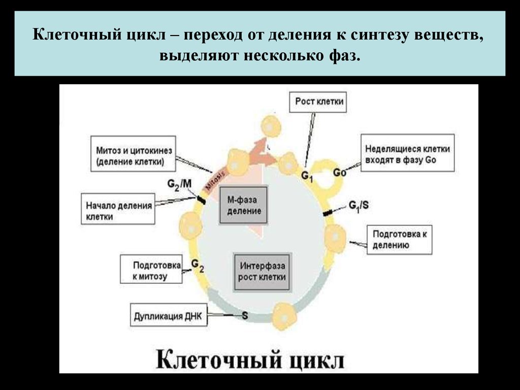 Циклы клеточного деления. Последовательность фаз жизненного цикла клетки. Цикл клеточного деления. Деление клеток клеточный цикл. Клеточный цикл - переход от деления к синтезу веществ.