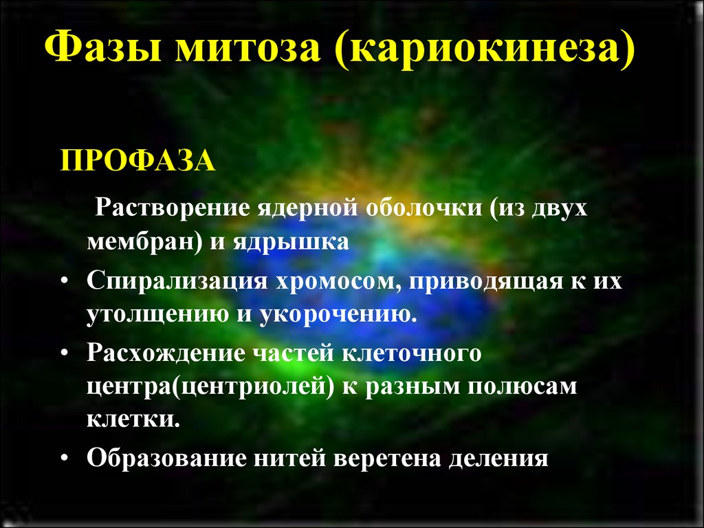 Деление жизни. Растворения ядерной оболочки митоз. Ядерная оболочка растворяется в фазе. Растворение ядерной оболочки. Растворение ядерной оболочки и ядрышка.