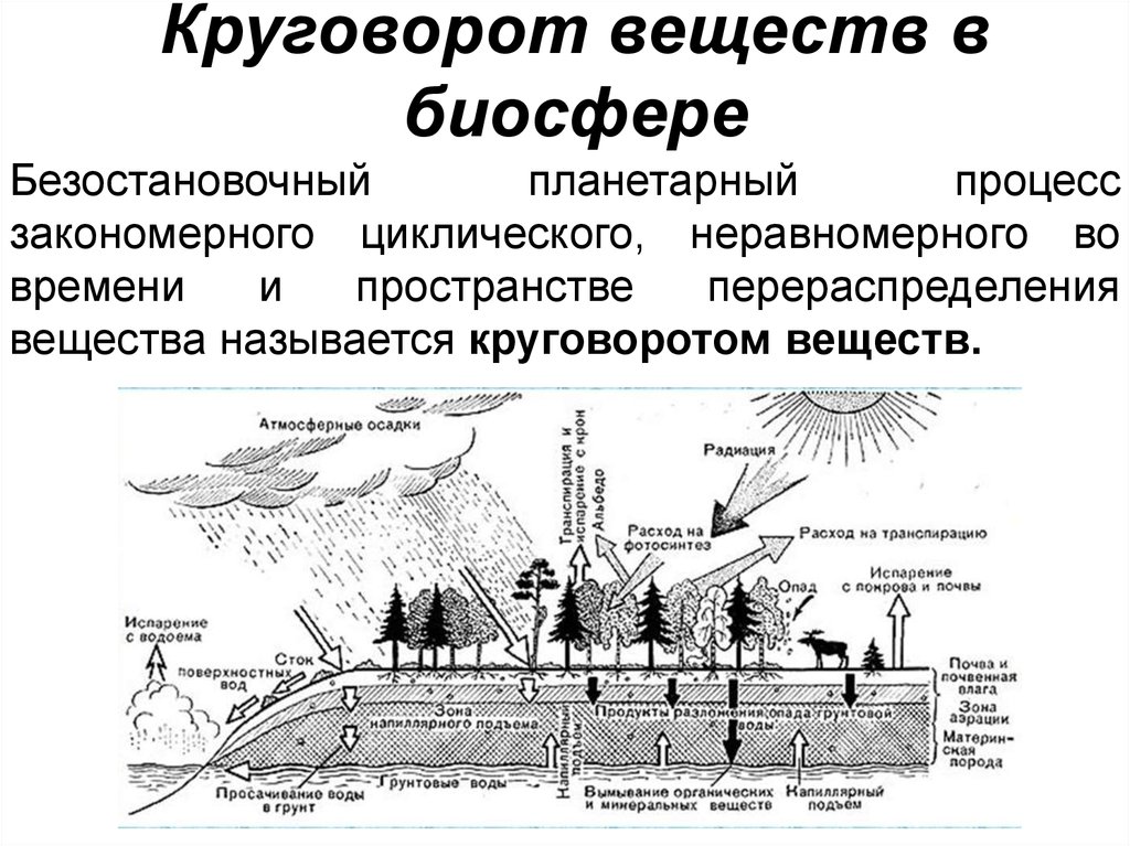 Процессы биологического круговорота веществ. Фотосинтез растений круговорот веществ в биосфере. Круговорот веществ в биосфере география. Круговорот веществ вещества в биосфере. Круговорот живого вещества в биосфере.