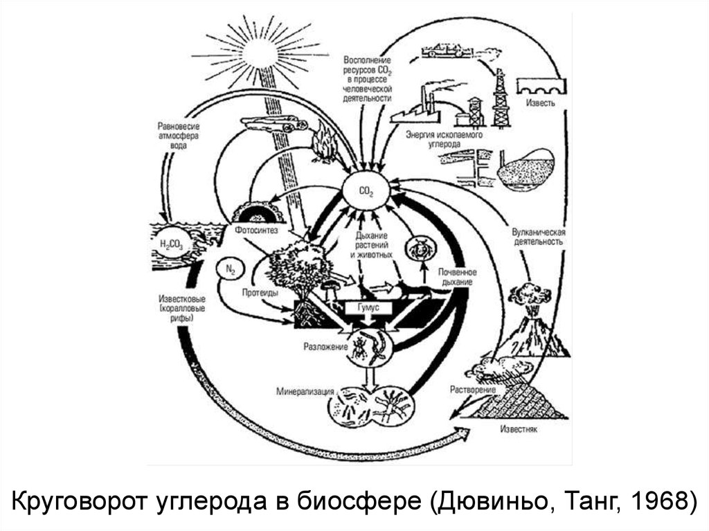 Схема круговорота углерода в биосфере схема