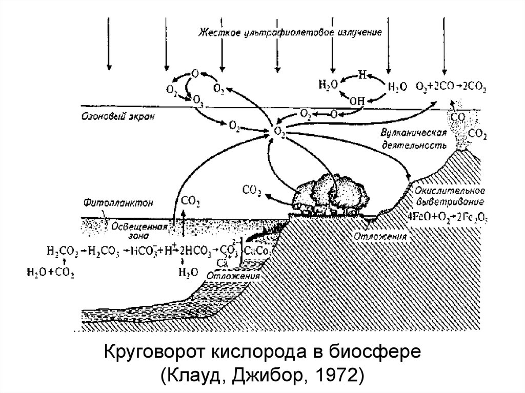 Круговорот кислорода в биосфере (Клауд, Джибор, 1972)