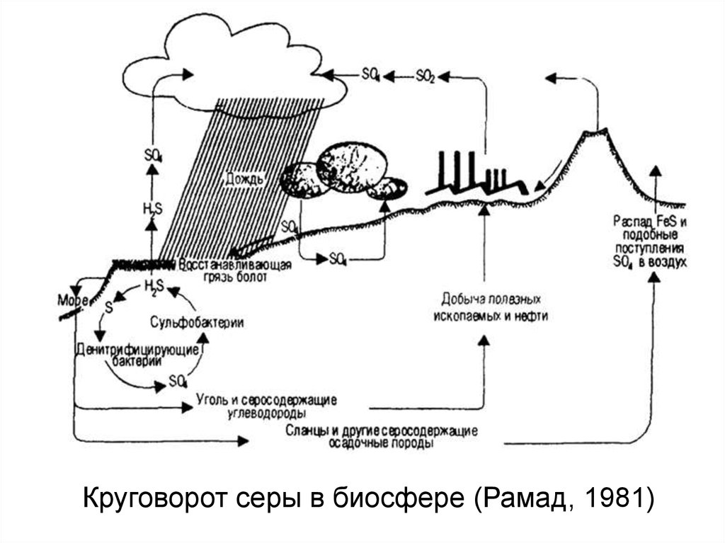 Круговорот серы в биосфере (Рамад, 1981)