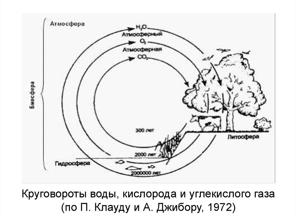 Круговороты воды, кислорода и углекислого газа (по П. Клауду и А. Джибору, 1972)