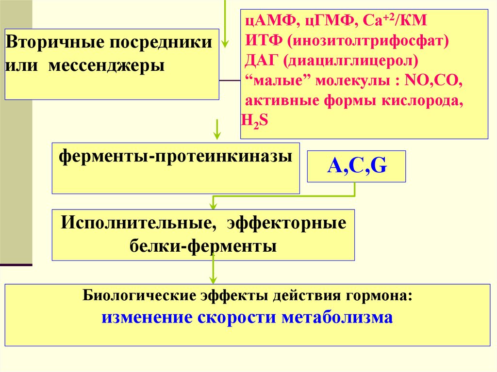 Вторичные посредники. Вторичные посредники гормонов. Вторичные посредники передачи гормональных сигналов. Вторичные посредники мессенджеры физиология. Вторичные посредники их роль.