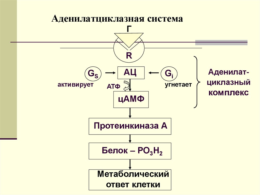 Аденилатциклазная система схема