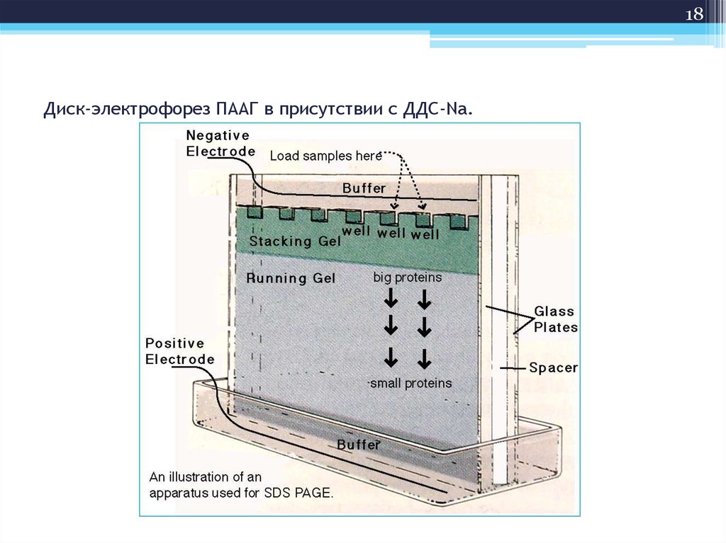 Карта в осу электрофорез