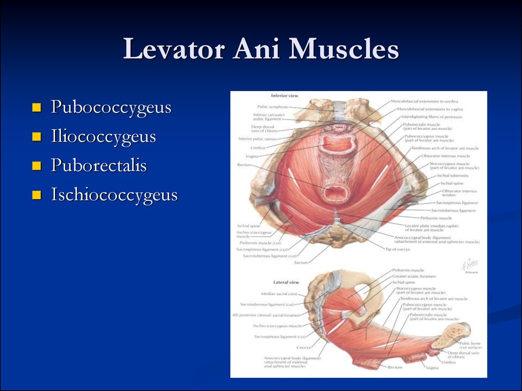 Pelvic аnatomy - презентация онлайн