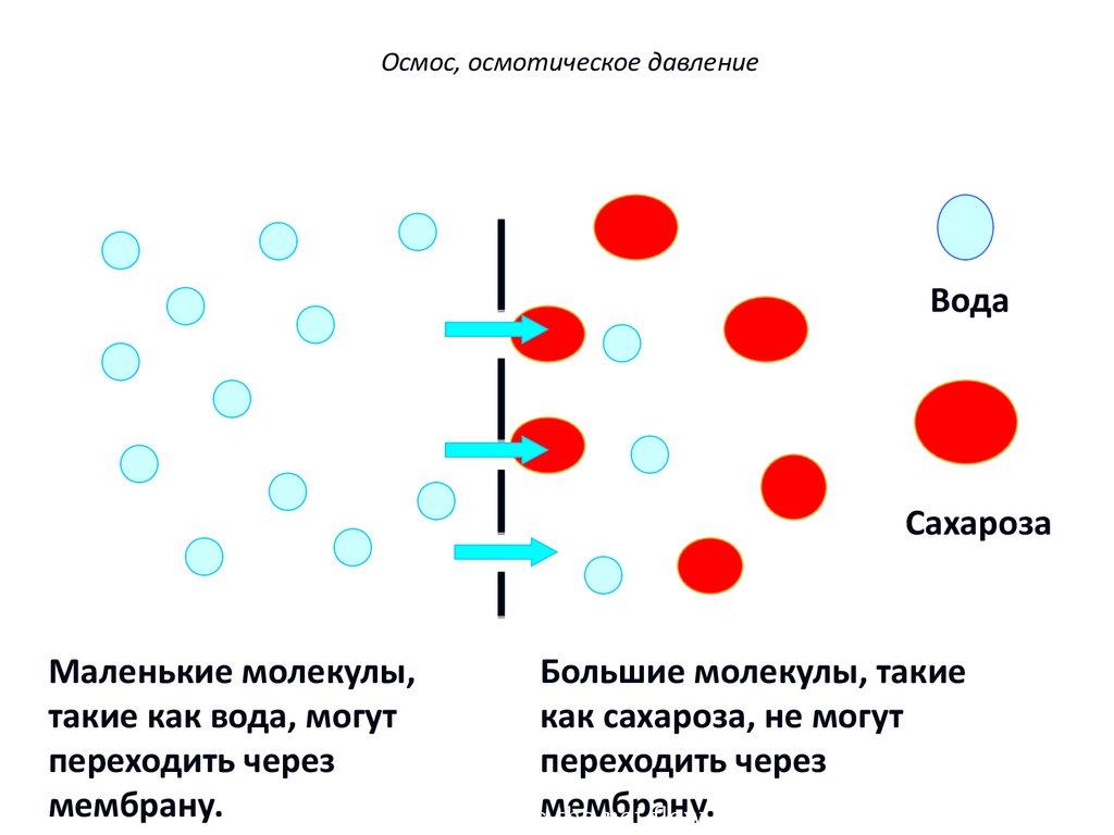 Определите осмотическое давление