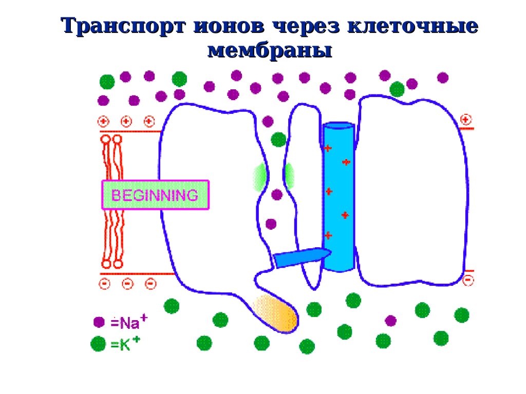 Осмос в клеточной мембране. Осмос через мембрану клетки. Ионный транспорт через клеточные мембраны. Транспорт через мембрану клетки. Виды транспорта ионов через мембраны.