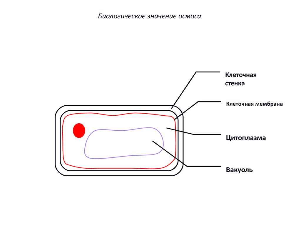 Клеточная мембрана цитоплазма презентация 10 класс. Биологическое значение осмоса.