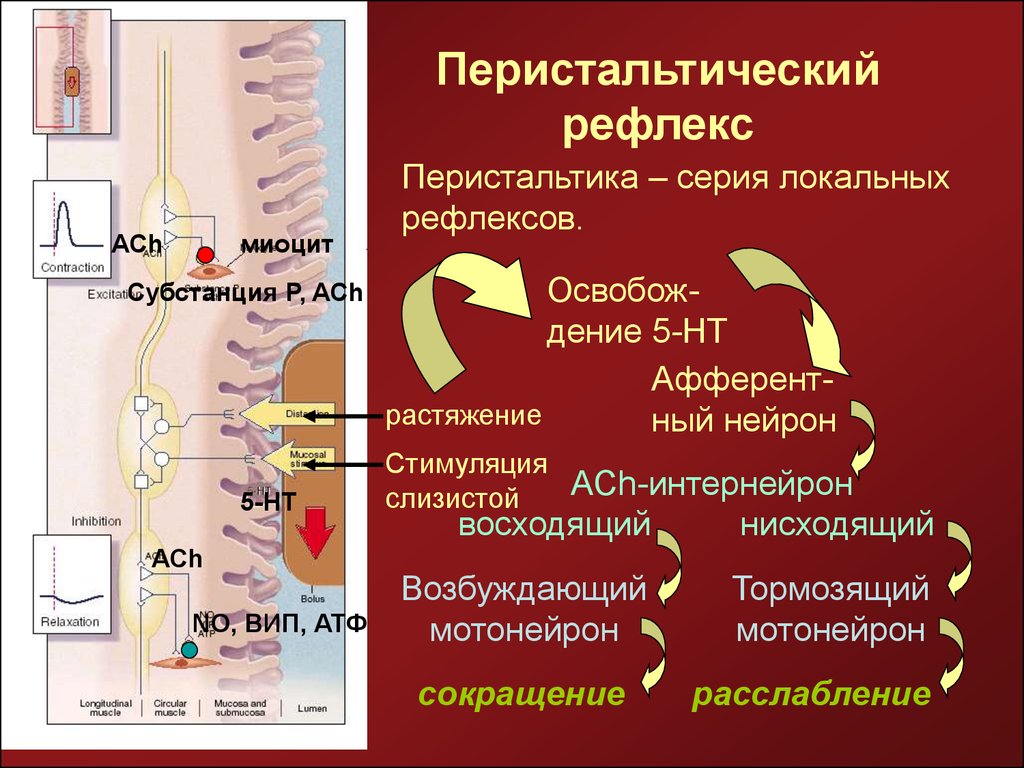 Схема перистальтического рефлекса