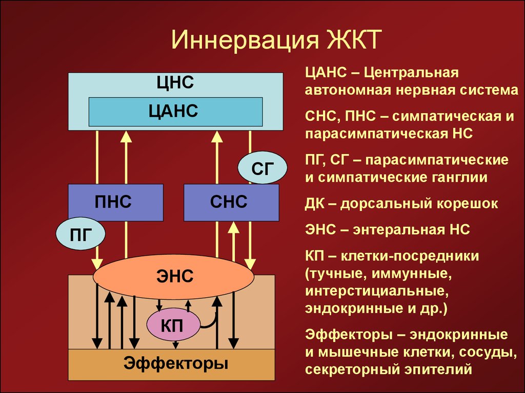 Абс сн с. Иннервация моторики желудка. Иннервация желудочно-кишечного тракта. Иннервация органов ЖКТ. Вегетативная иннервация ЖКТ.