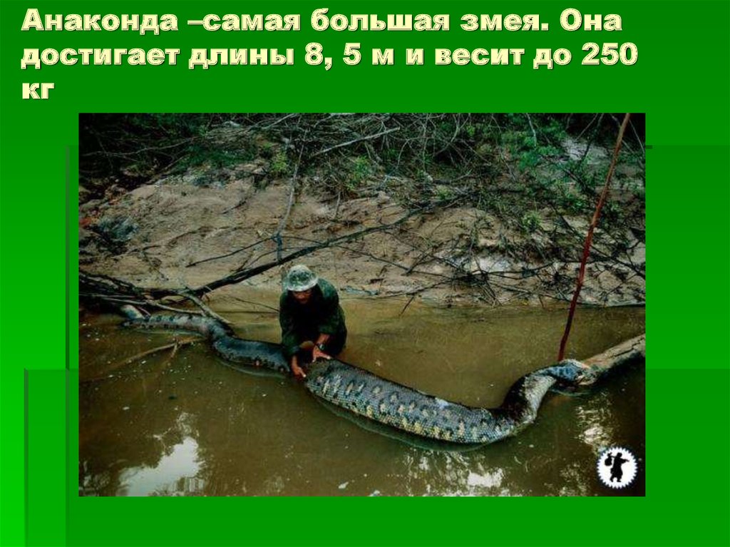 Анаконда –самая большая змея. Она достигает длины 8, 5 м и весит до 250 кг