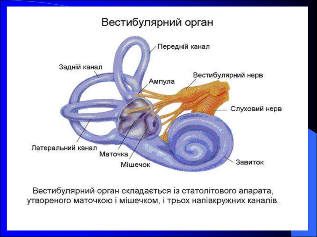 Три полукружных канала в ухе. Вестибулярный аппарат внутреннего уха строение. Вестибулярный аппарат внутреннего уха строение функции. Строение органа равновесия вестибулярный анализатор. Орган равновесия полукружные каналы функции.