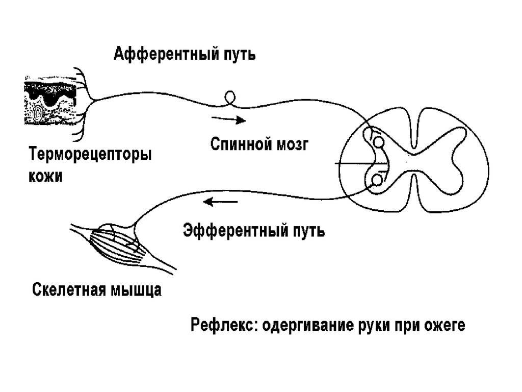 Спинномозговой нерв рефлекторная дуга. Эфферентные и афферентные пути схема. Путь рефлекторной дуги. Строение рефлекторной дуги спинного мозга. Рефлекторная дуга афферентные и эфферентные.