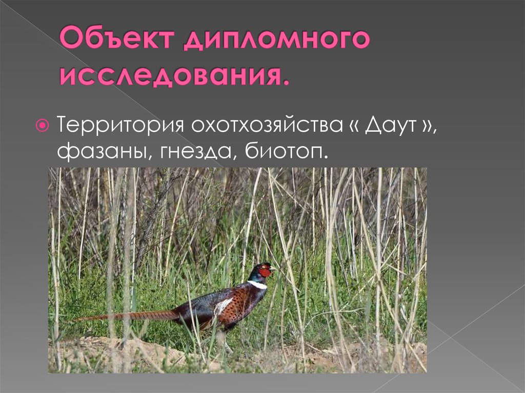 Объект дипломного исследования.