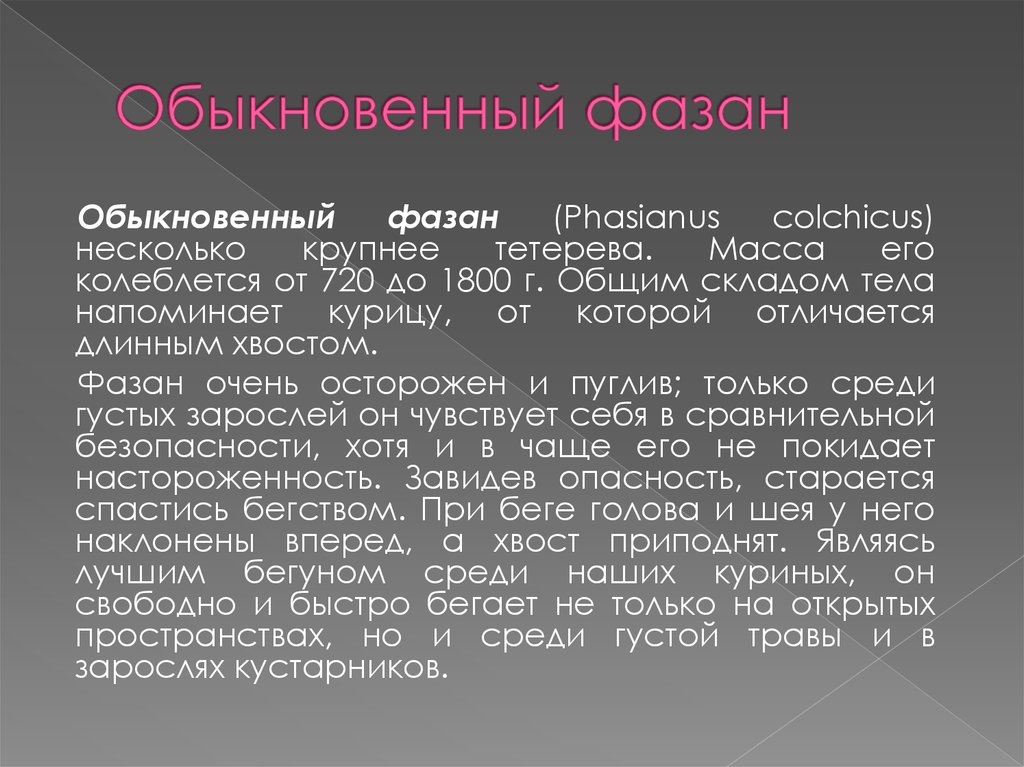 Обыкновенный фазан