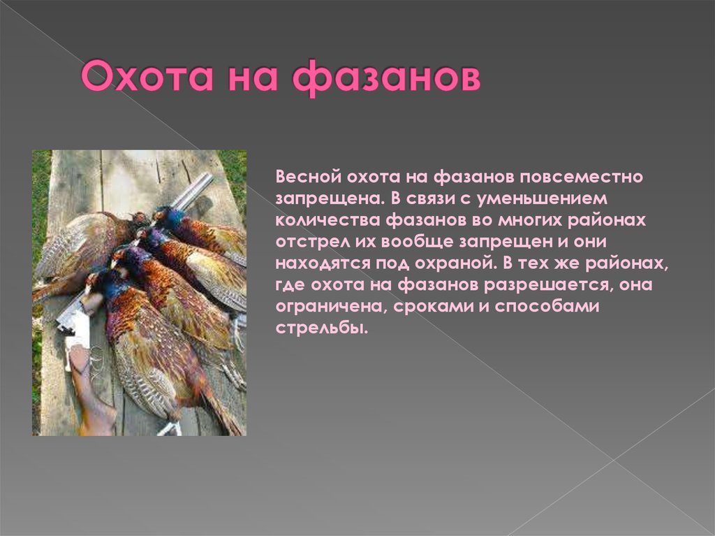 Охота на фазанов