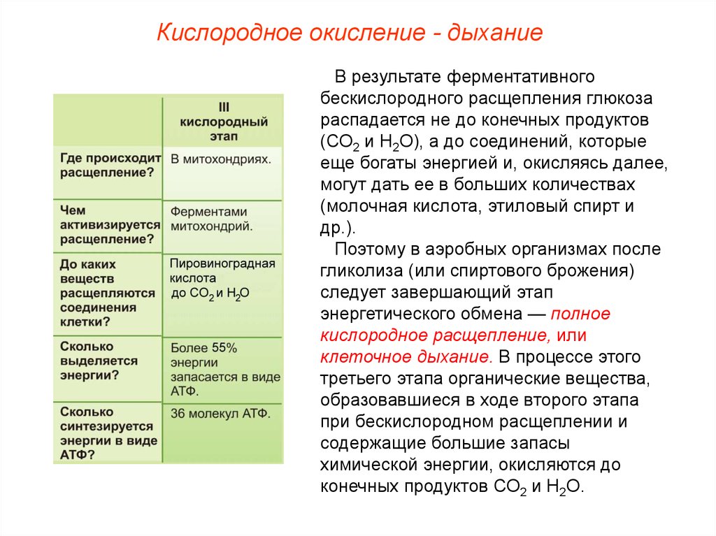 Происходит в три этапа. Процессы энергетического обмена. Этапы энергетического обмена гликолиз и окисление Глюкозы. Этапы энергетического обмена веществ. Гликолиз и окислительное фосфорилирование.