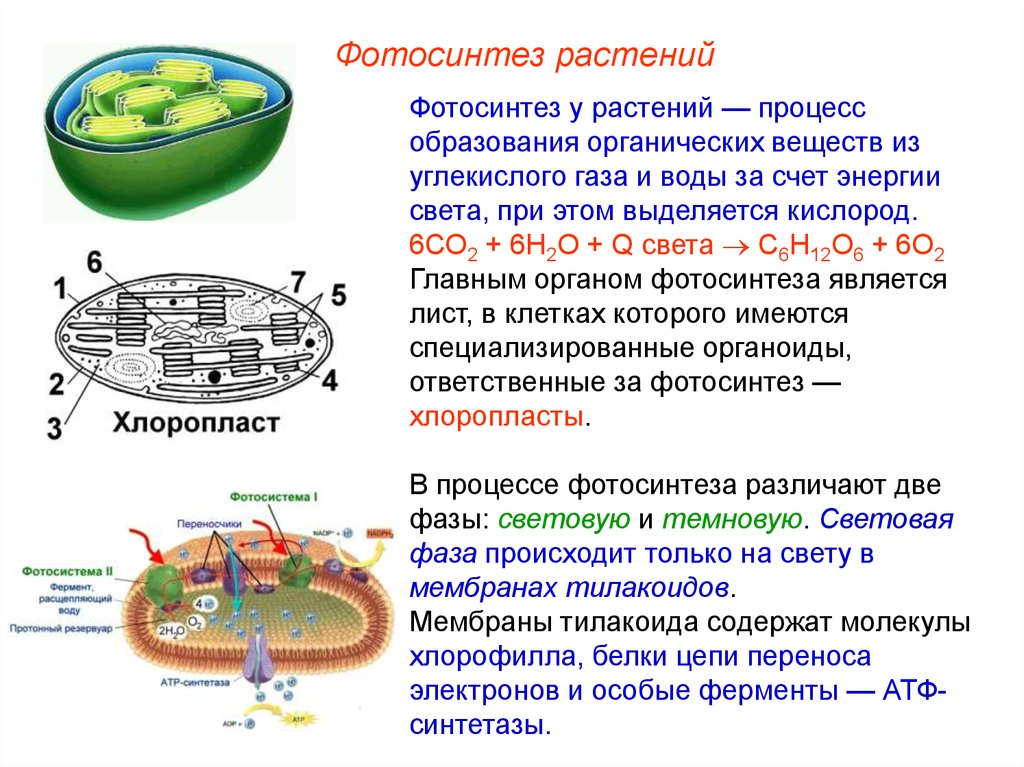 Органоид образующий атф. Процесс дыхания хлоропласт. Строение хлоропласта фотосинтез. Процессы питания клетки фотосинтеза.