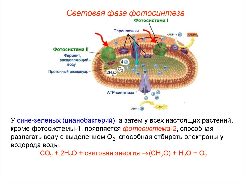 Возникновение фотосинтеза у прокариот. Фотосинтез бактерий схема. Фотосинтез цианобактерий схема. Фотосистема 2 у цианобактерий. Фотосистема 1 и 2 фотосинтез цианобактерий.