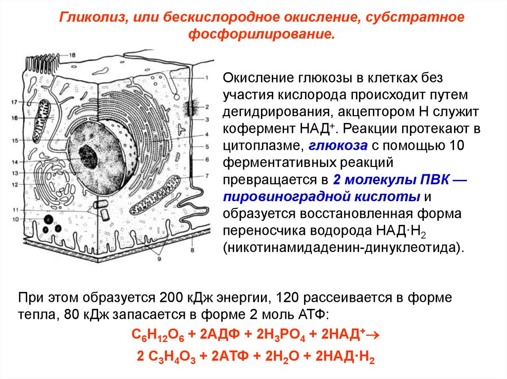 Бескислородное окисление. Окисление в клетке. Гликолиз окисление Глюкозы в клетках. Где происходит биологическое окисление в клетке. Окислительный процесс в клетках.