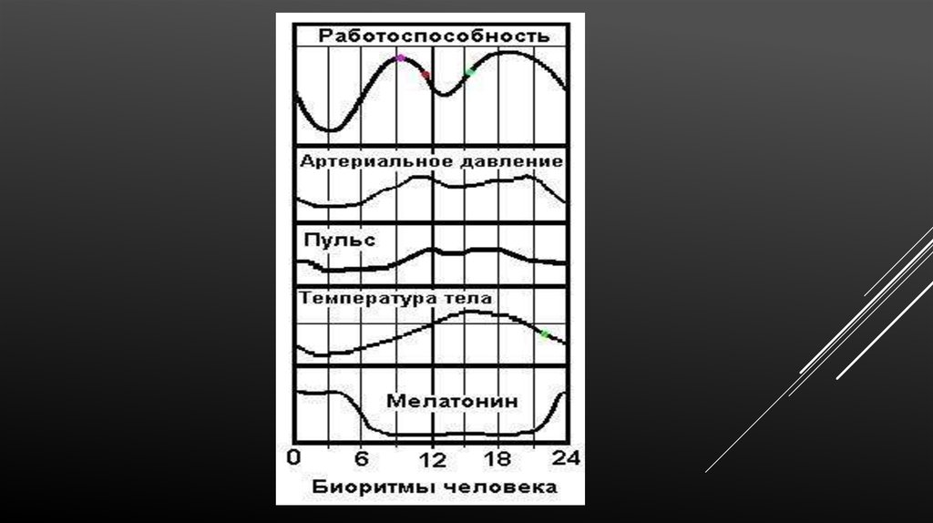 Влияние биоритмов на работоспособность человека проект - 94 фото