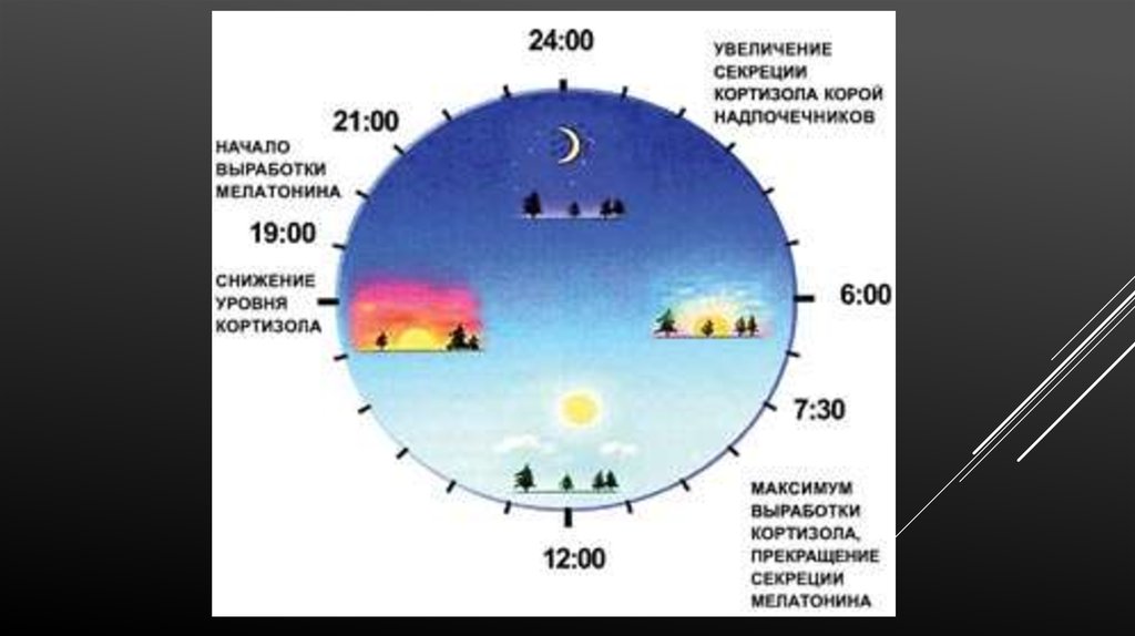 Презентация биологические ритмы и их влияние на работоспособность человека обж 10