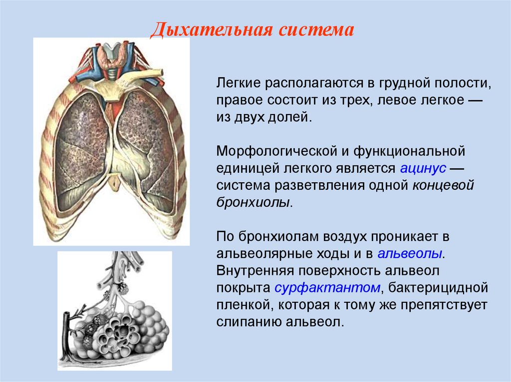 Дыхательная система легкие. Легкие расположенные в грудной полости. Легкие находятся в грудной полости. Дыхательная поверхность легких. Органы дыхания легкие.