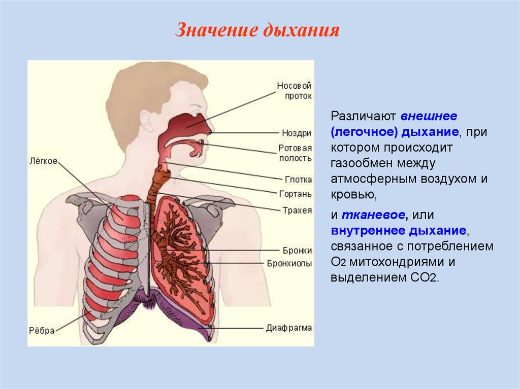Какие органы принимают участие в дыхании. Дыхательная система газообмен. Дыхательная система конспект 8 класс. Внешнее легочное дыхание механизм. Значение дыхательной системы для организма человека.