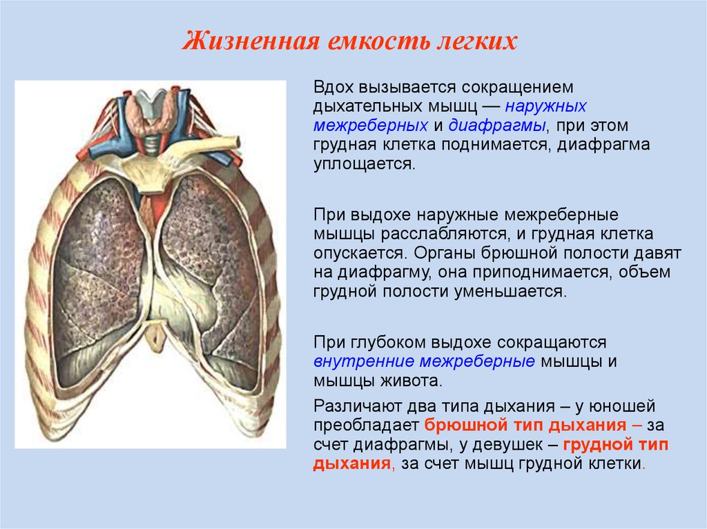 При вдохе легкие. Дыхательная мышца диафрагма. Мышцы диафрагмы грудной клетки. Диафрагма относится к дыхательным мышцам. Грудная клетка при выдохе.