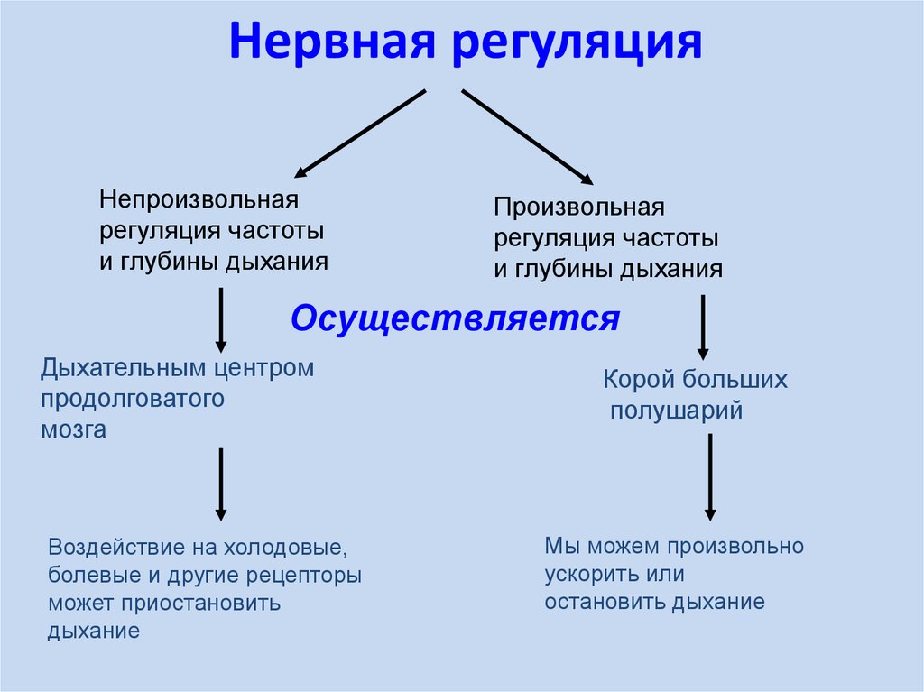 Нервная система осуществляется