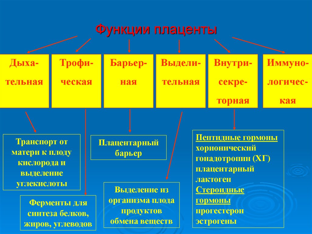 Гормоны плаценты презентация